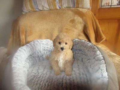 Cavapoo pups